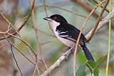 Great Antshrike